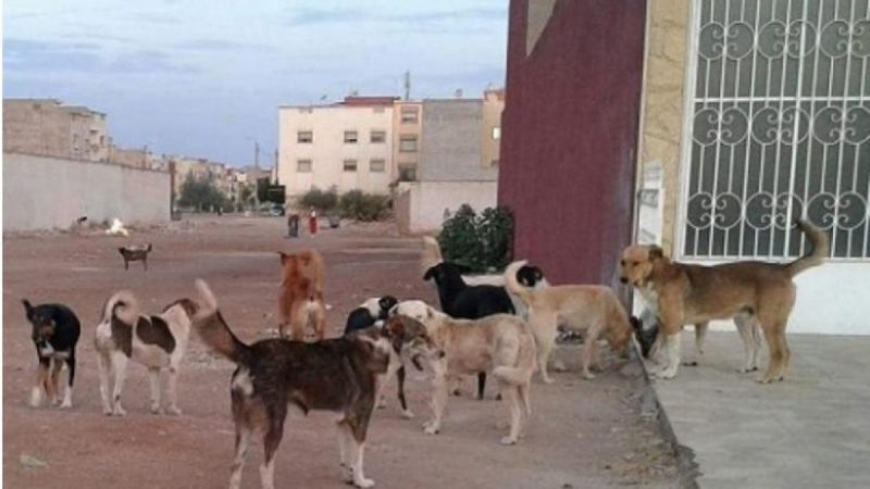 كلاب ضالة، تهدد سلامة المواطنين بالشوارع