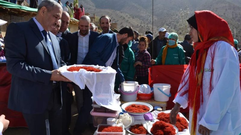 عامل إقليم أزيلال في زيارة تفقدية لحقول ومشاتل الزعفران تزامنا مع عمليات الجني