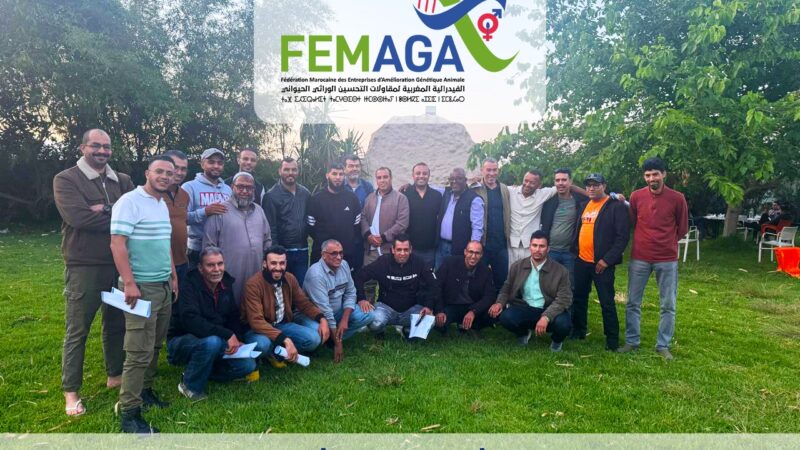 الفيدرالية المغربية لمقاولات التحسين الوراثي الحيواني  » FEMAGA  » تتبنى مقاربة صارمة في اختيار الحيوانات للتكاثر.